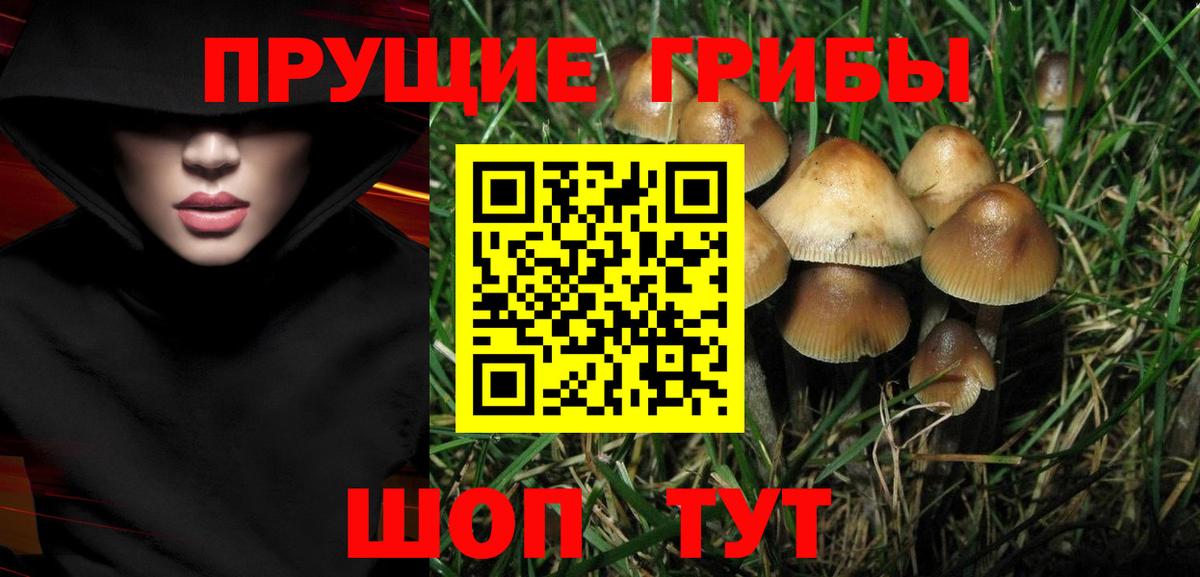 Псилоцибиновые грибы мицелий Кыштым
